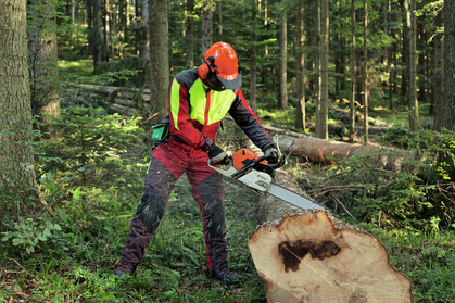 Accident professionnel «Mort durant l’abattage d’un arbre» pour instruction