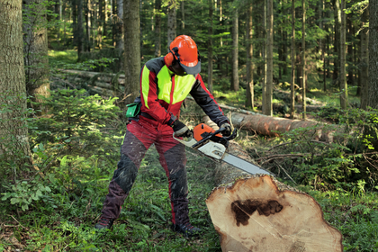 Unfall: Tod beim Baumfällen für Instruktion