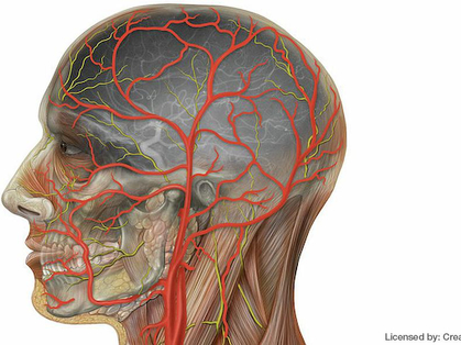 Aspects médico-légaux de la dissection des artères cervicales