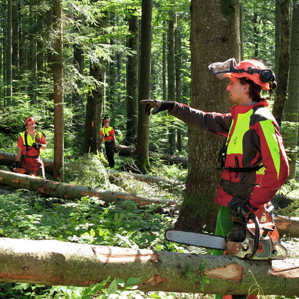 Instruktionshilfe lebenswichtige Regeln: Waldarbeiten