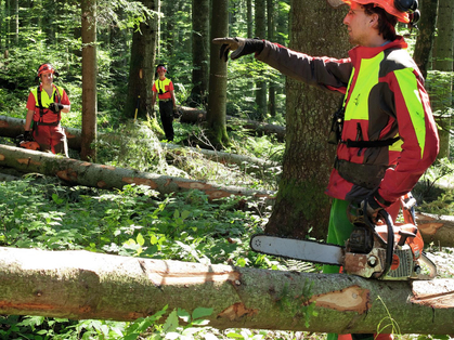 Instruktionshilfe lebenswichtige Regeln: Waldarbeiten