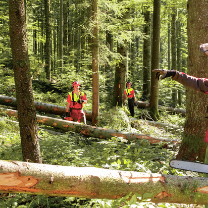 Unfall: Forstwart von Baumstamm überrollt