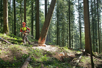 Istruzioni sulle regole vitali nei lavori forestali (fai da te)