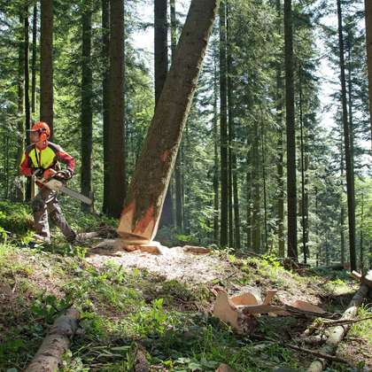 Instruktion der lebenswichtigen Regeln bei Waldarbeiten (Do-it-yourself)
