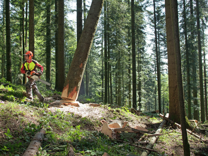 Istruzioni sulle regole vitali nei lavori forestali (fai da te)