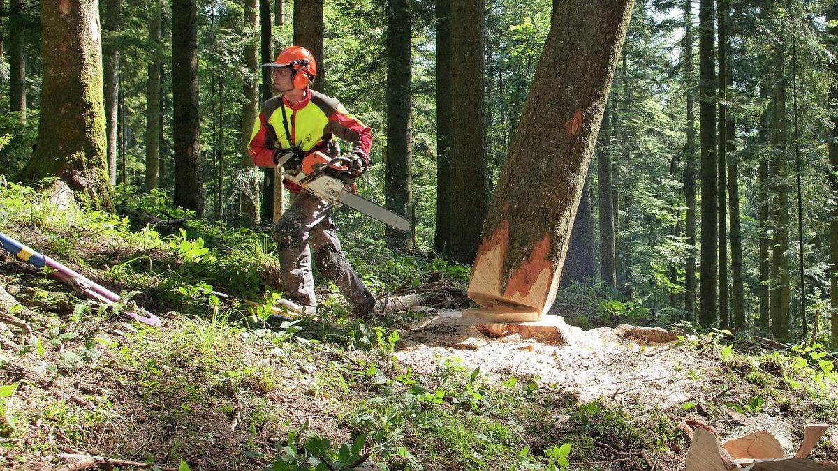 Lebenswichtige Regeln für Waldarbeiten