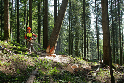 Détermination des dangers dans les exploitations forestières