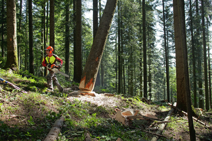Gefahrenermittlung in Forstbetrieben