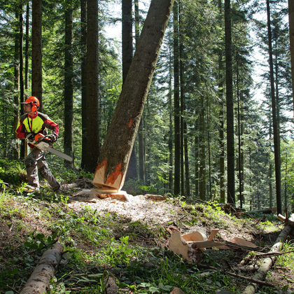Identificazione dei pericoli nelle imprese forestali