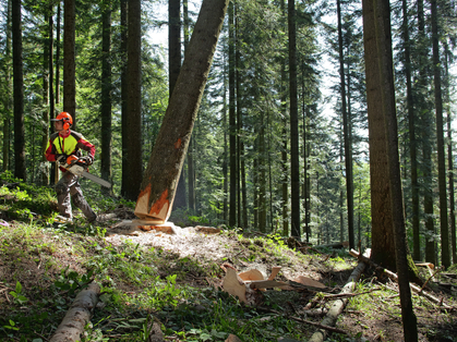 Gefahrenermittlung in Forstbetrieben