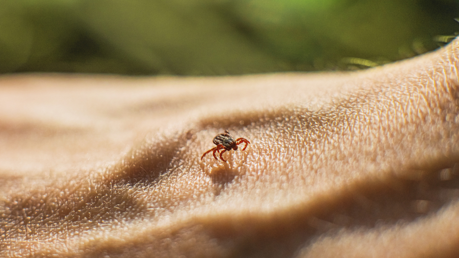 Tiques: comment échapper aux piqûres de tiques