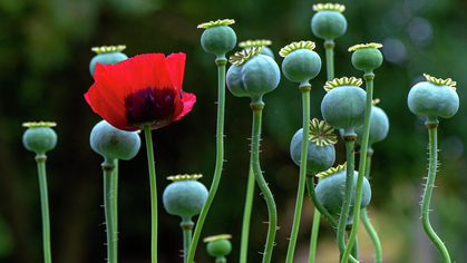 Réadaptation musculosquelettique et consommation d’antalgiques 