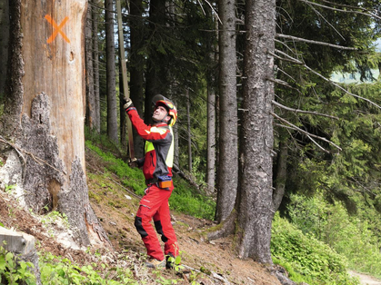 Waldarbeiten im Bereich von Totholz