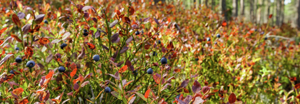 Anlageerfolg und Investitionen 