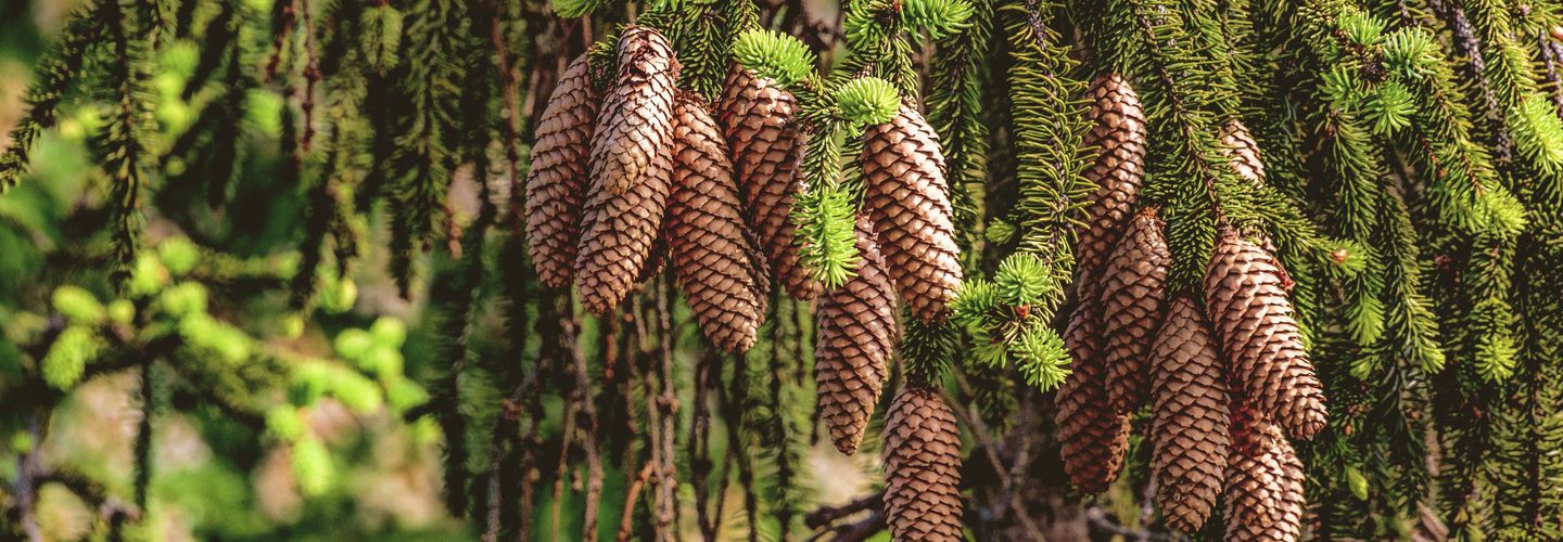 GettyImages_1215498590_Original_54395_sRGB_DL.tif