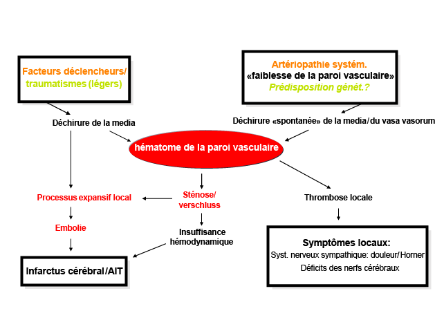 Pince Hémostatique Chirurgicale Courbée - Acier Inoxydable, Garantie 3 Ans - Marque Medentra GB, Neuve
