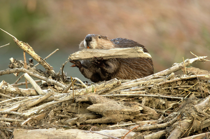 Ertragsbedarf und Verwendung 