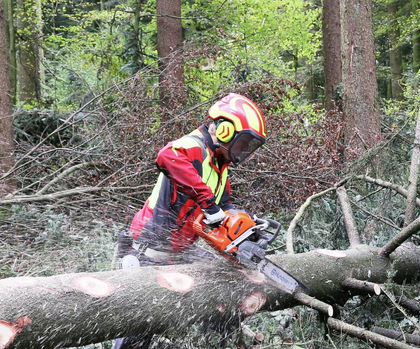 Formazione per la raccolta del legname